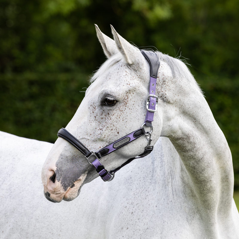 LeMieux Capella Headcollar - Iris-1